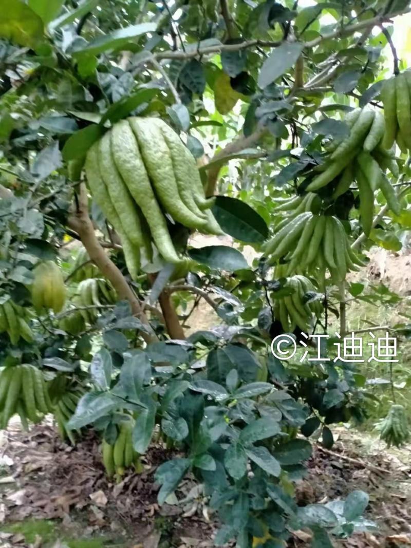 佛手鲜果干片佛手枝条佛手苗一年两年的都有大量收佛手鲜青果