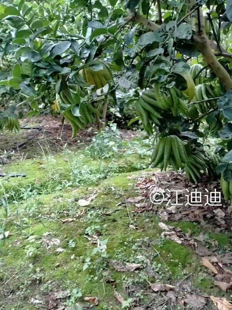 佛手鲜果干片佛手枝条佛手苗一年两年的都有大量收佛手鲜青果