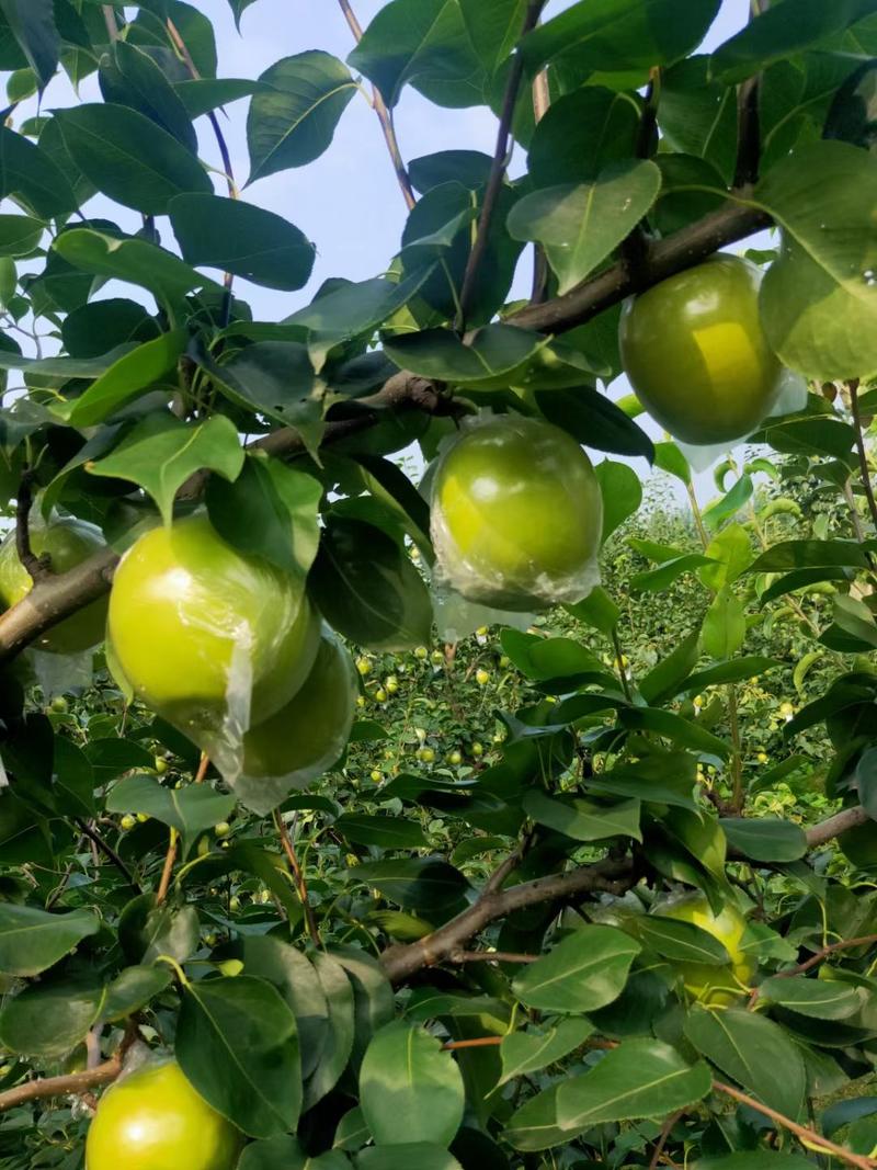 青龙县皇冠梨以大量下树有抓紧时间购买的联系。