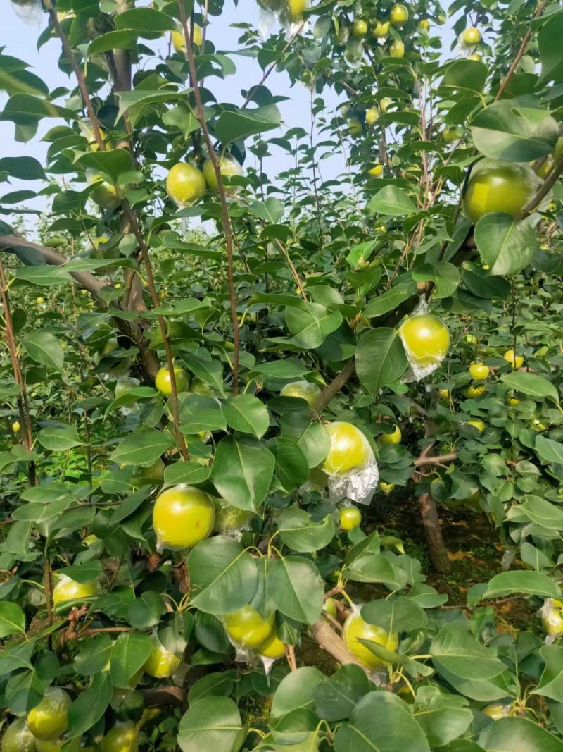 青龙县皇冠梨以大量下树有抓紧时间购买的联系。