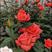 玫瑰苗总共8个颜色3-4个月开花800棵起批