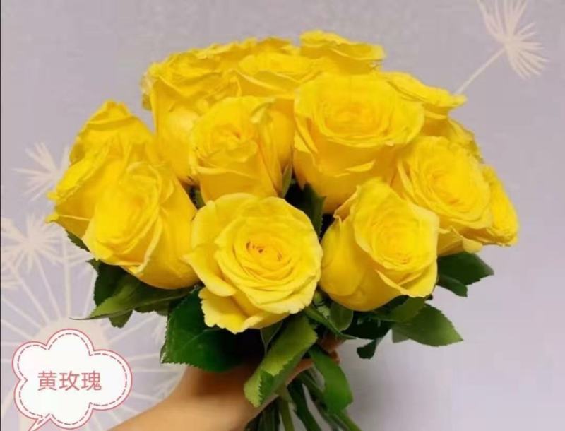 玫瑰苗总共8个颜色3-4个月开花800棵起批
