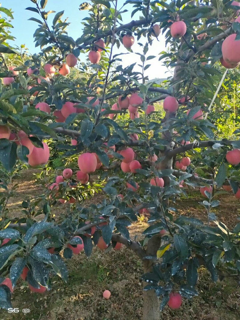 苹果-红星苹果套袋红星现以收购需要的朋友做好收购