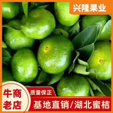 蜜橘统装果全黄口感甜产地直销量大从优大量上市