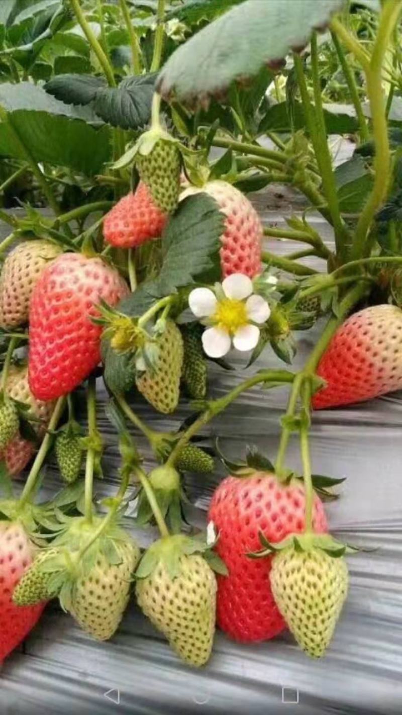 种植基地现挖现卖脱毒草莓苗章姬红颜宁玉妙三妙七随株月秀