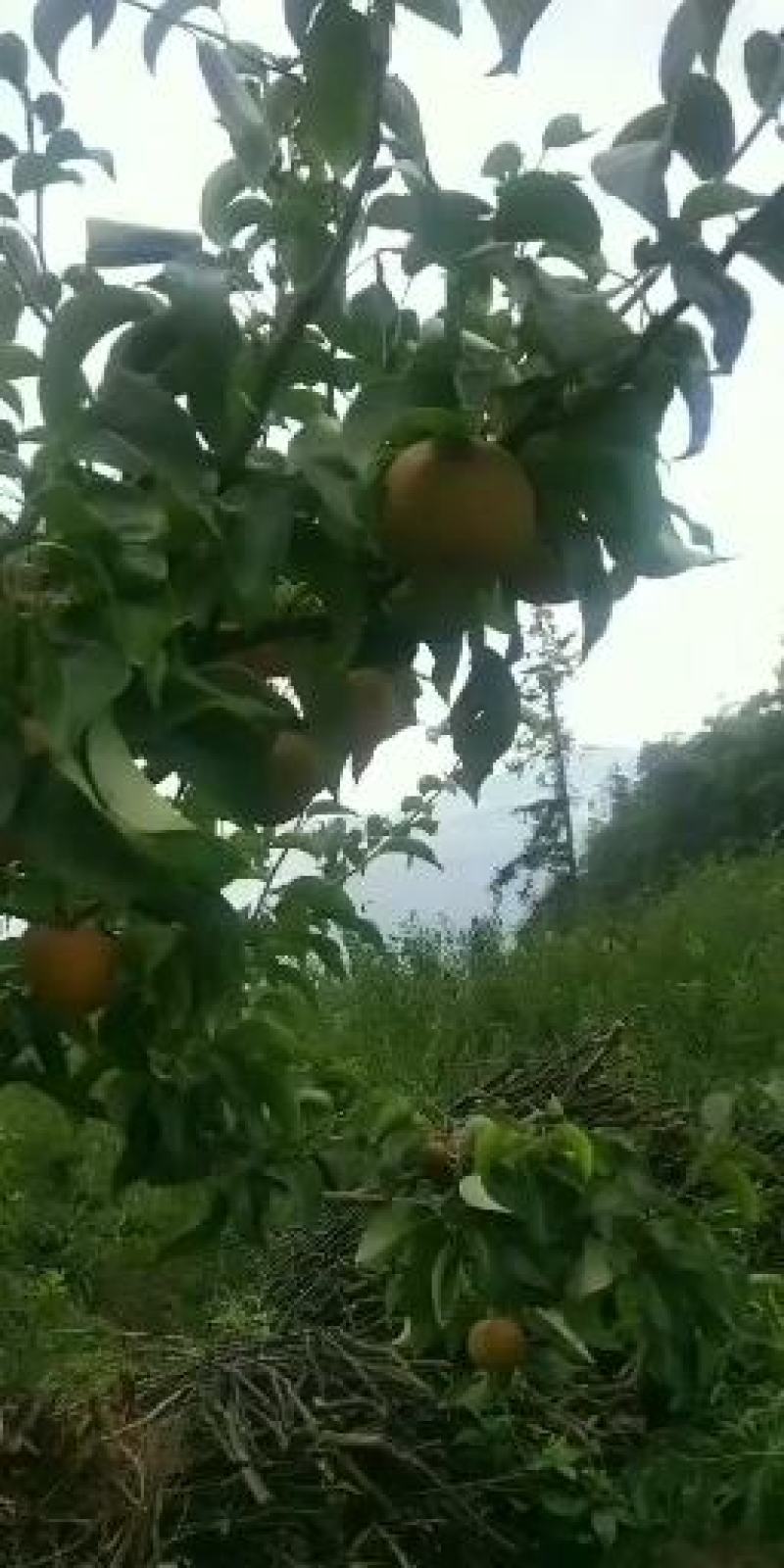 梨子