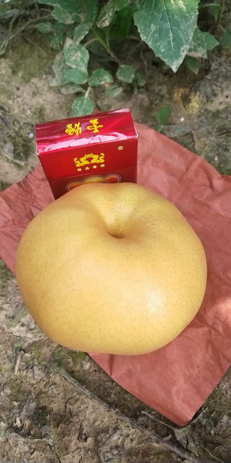 梨子