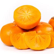 【爆】精品七月黄软甜柿子，大量上市，欢迎客商来选购
