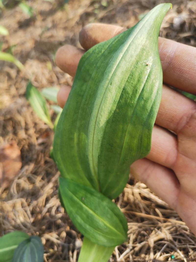 红花滇黄精苗8