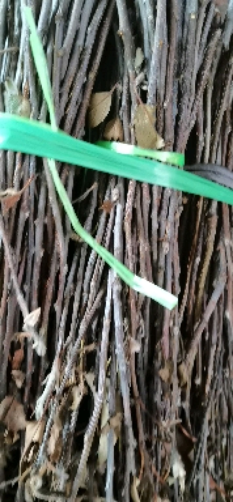 金蝉卵枝大量出售知了枝苹果枝保质保量量大优惠