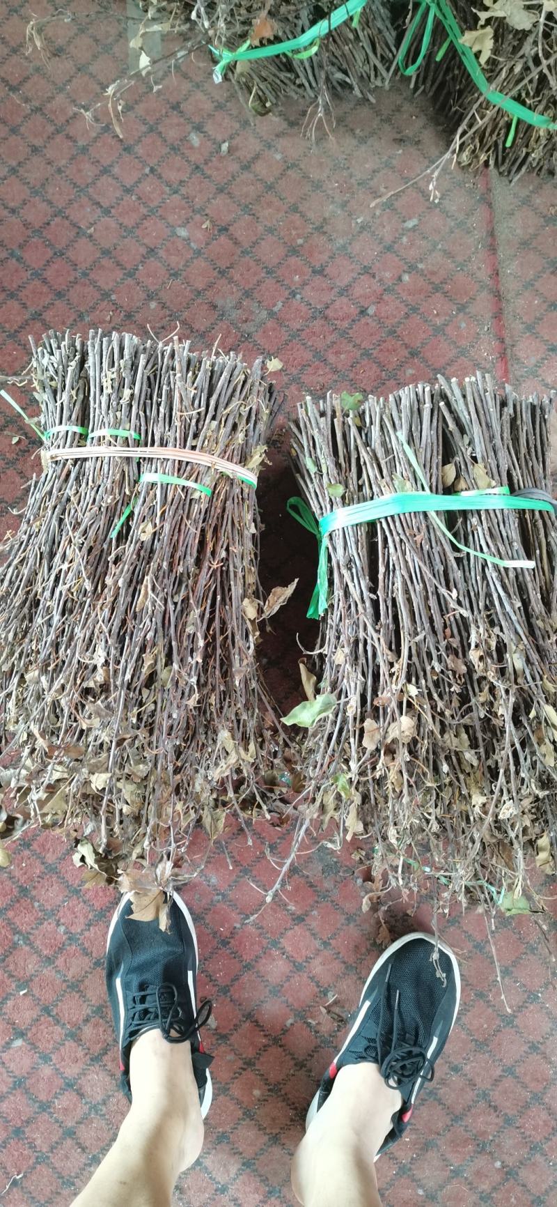 金蝉卵枝大量出售知了枝苹果枝保质保量量大优惠