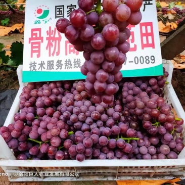 葡萄