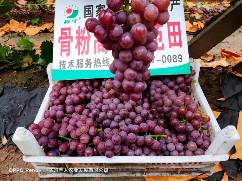 葡萄