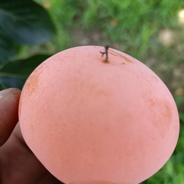 火晶柿子上市啦对接电商团购供应链，行情稳定货量充足！