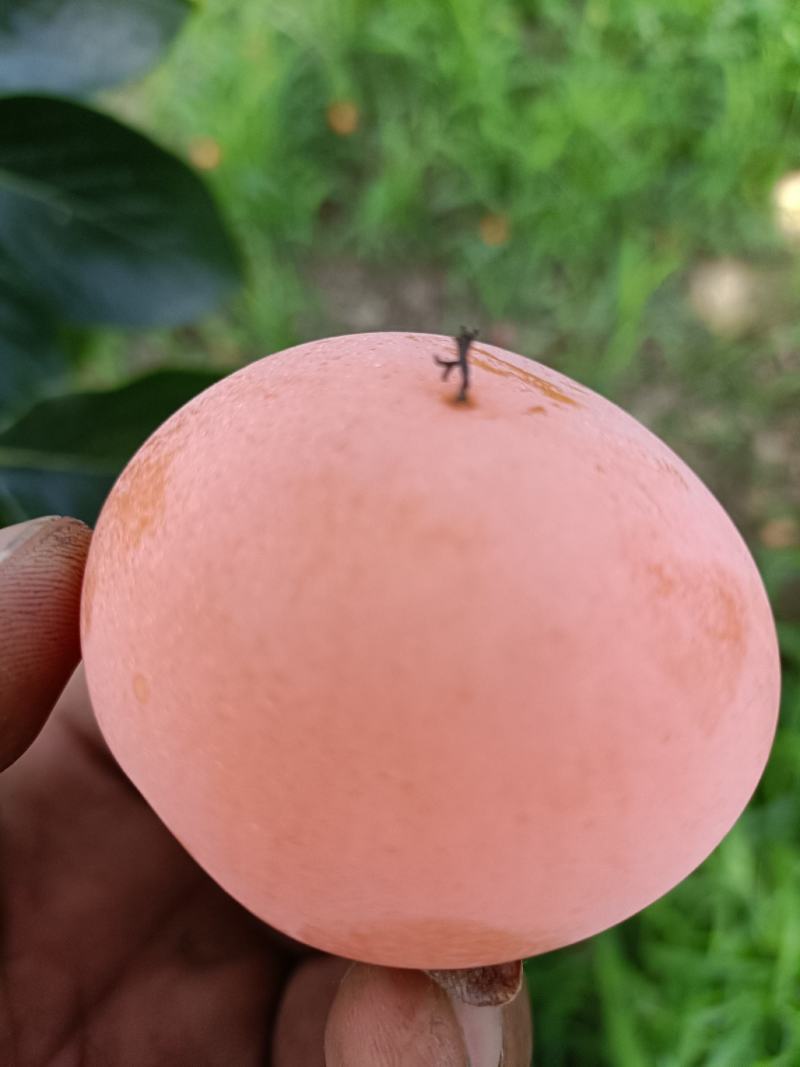火晶柿子上市啦对接电商团购供应链，行情稳定货量充足！
