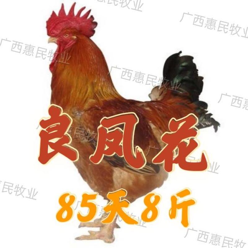 (纯良)好货良凤花/金陵花鸡苗快大型孵化场直销