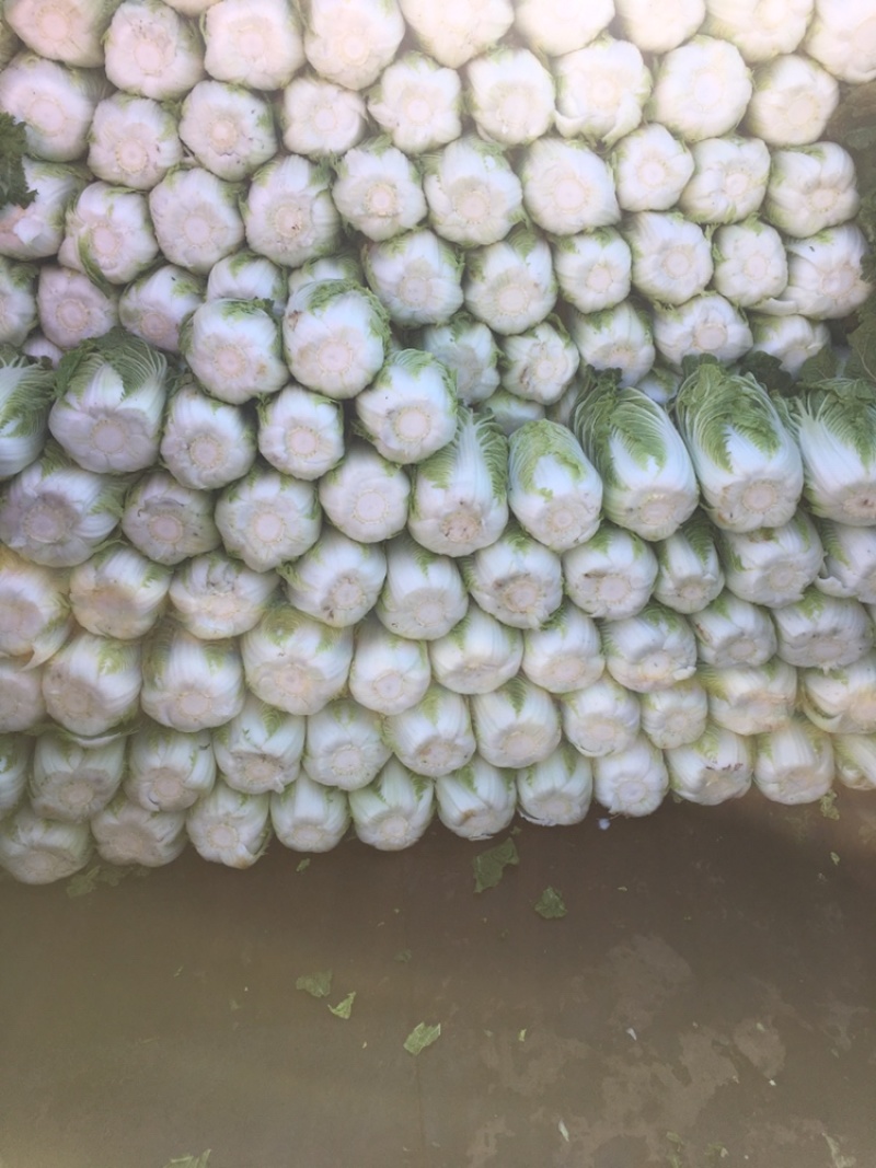 白菜包心菜小义和秋黄心菜