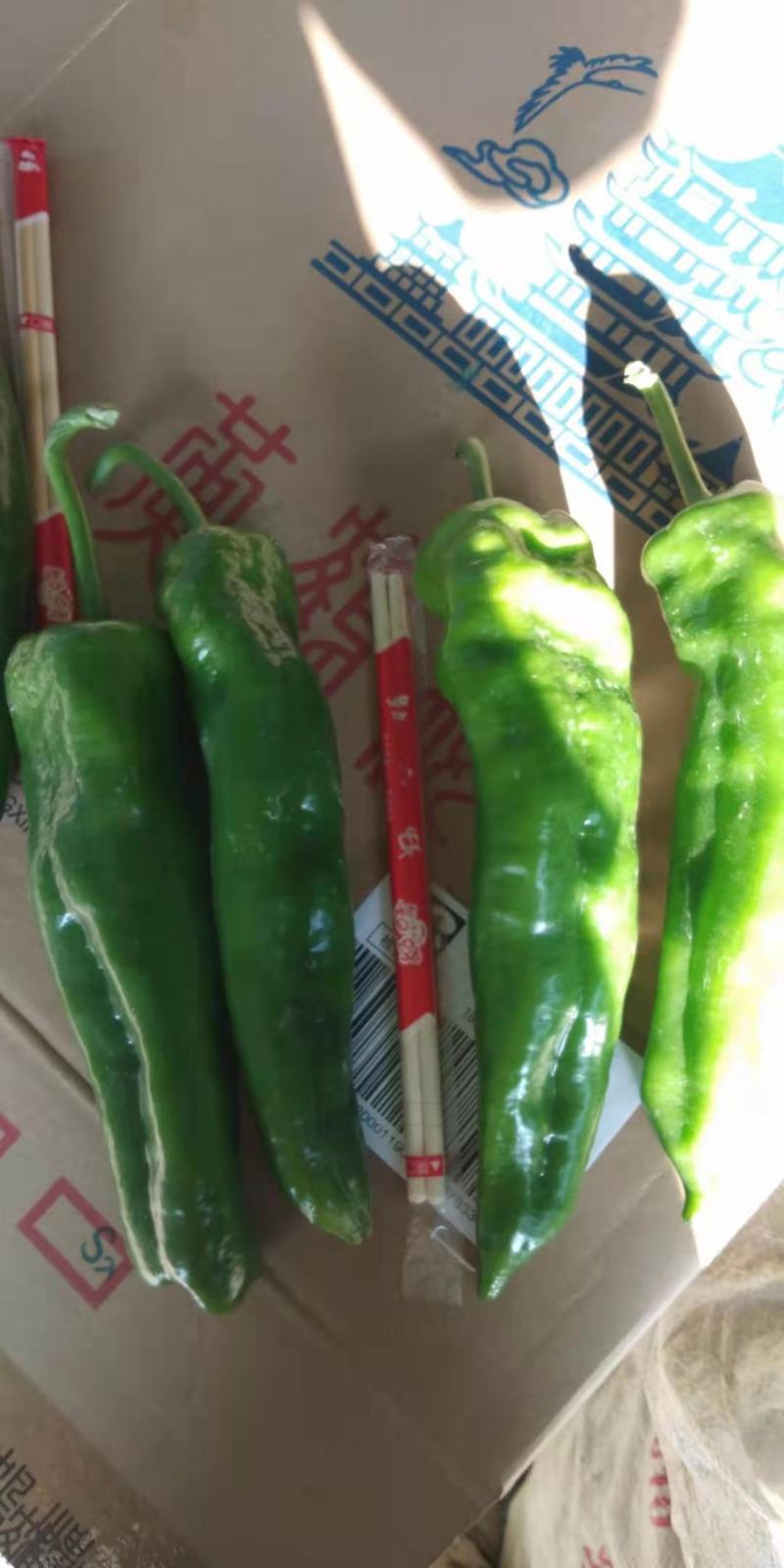 【大量批发】55皱皮线辣椒苏椒螺丝椒可发重庆河南山东江苏