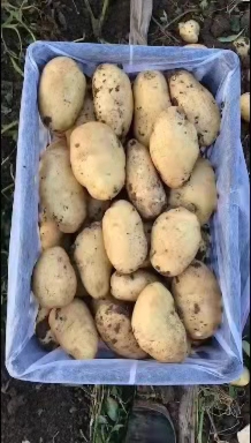辽宁锦州凌海，荷兰土豆大量上市，欢迎全国各地老板前来采购