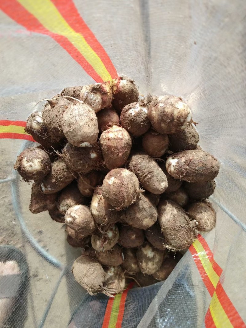 湖南芋头优质8520芋头大量上市，一手货源，保证质量