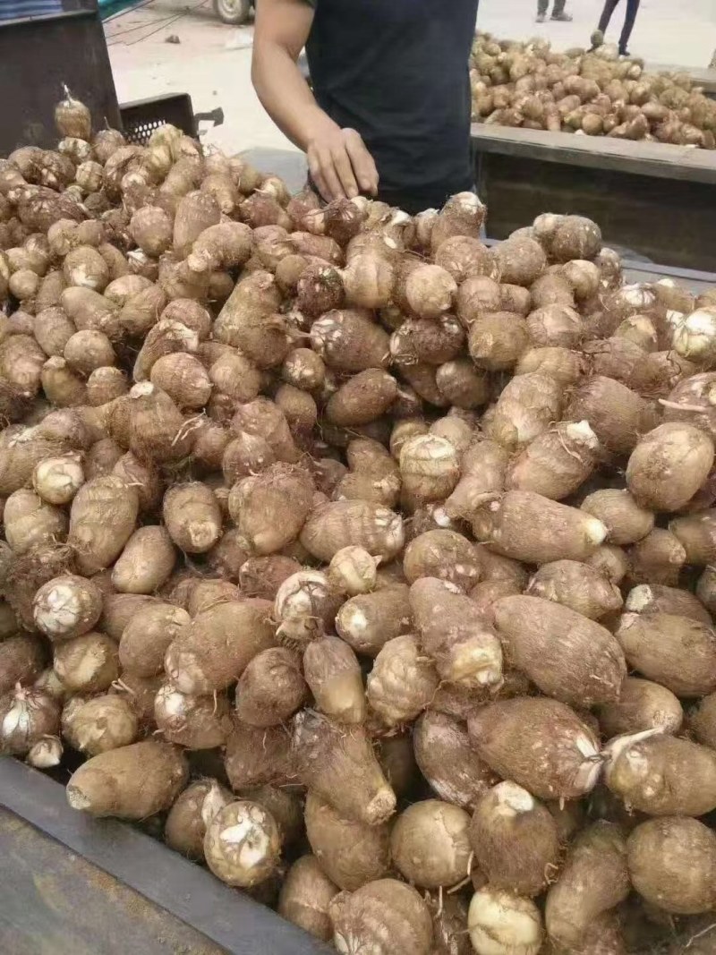 湖南芋头优质8520芋头大量上市，一手货源，保证质量