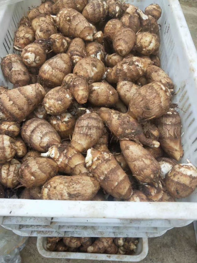 湖南芋头优质8520芋头大量上市，一手货源，保证质量