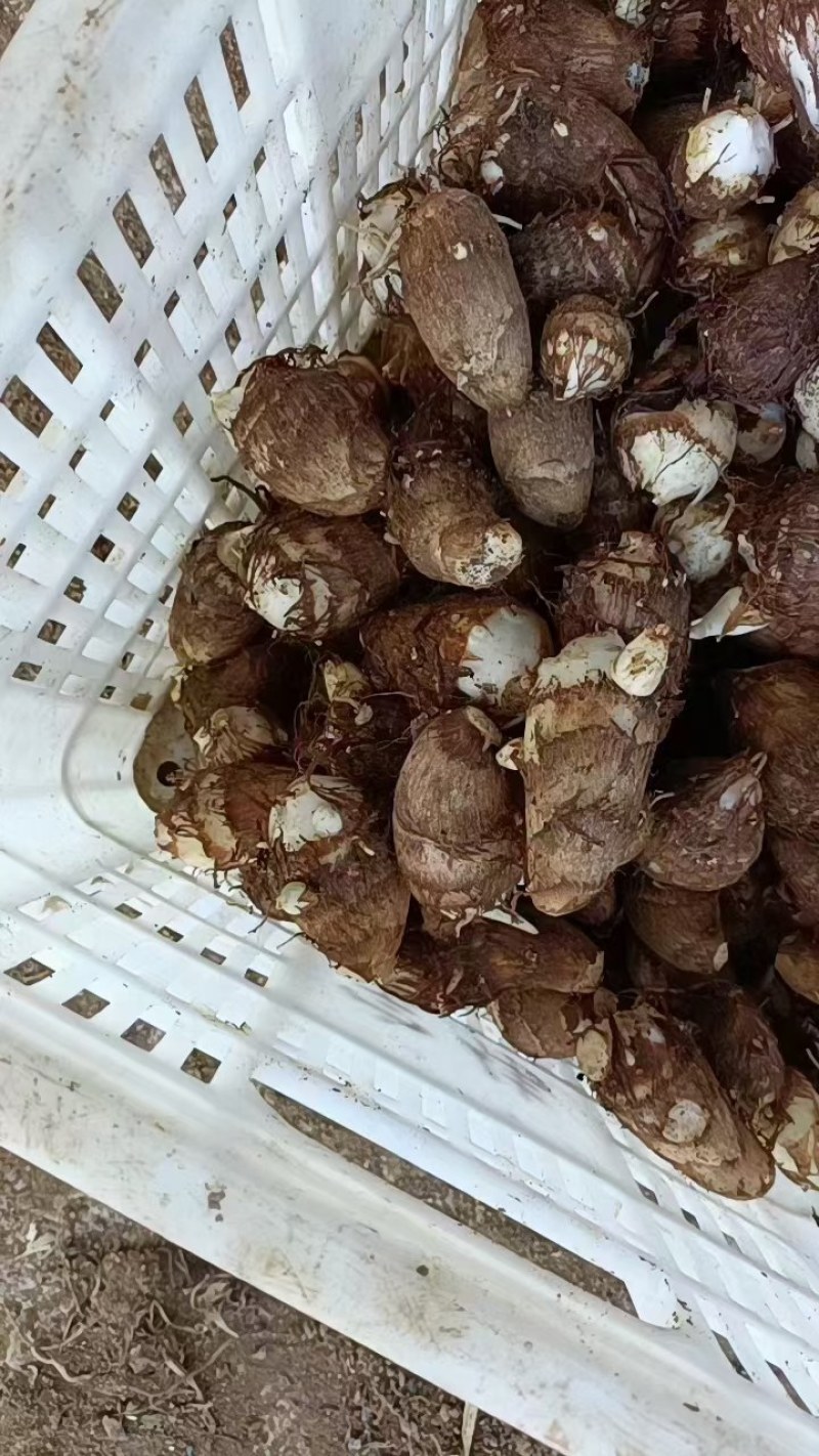 湖南芋头优质8520芋头大量上市，一手货源，保证质量