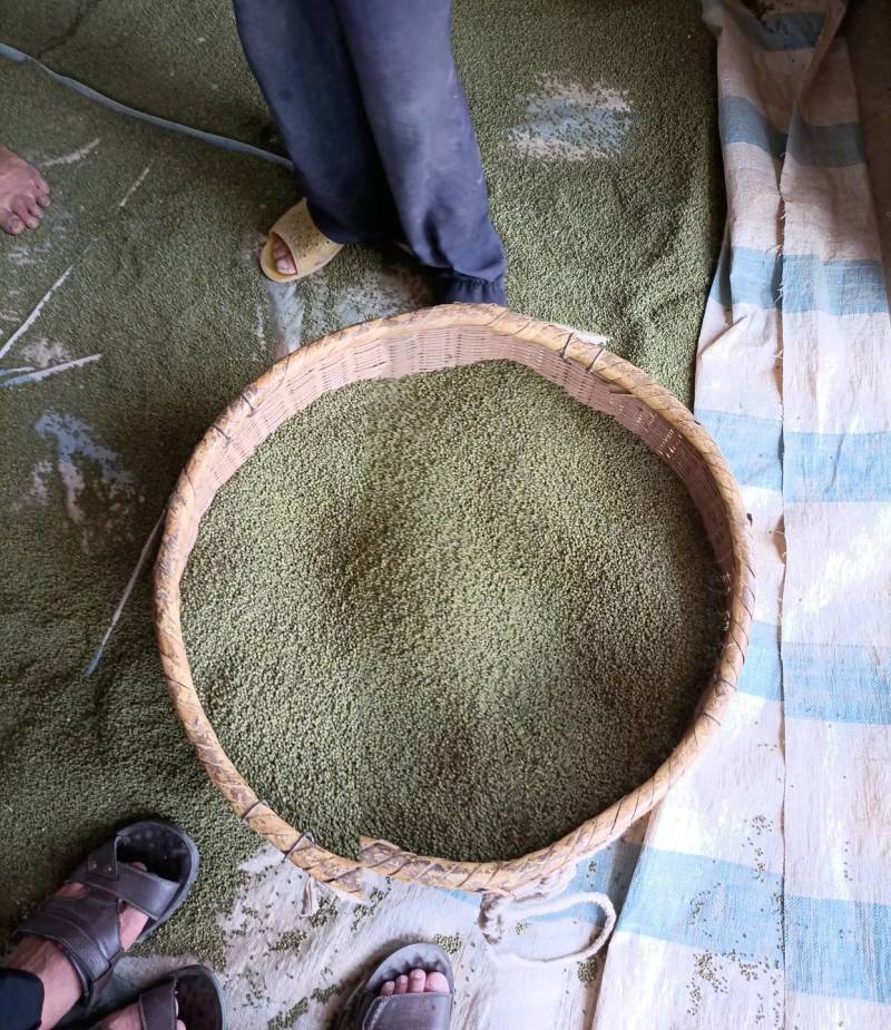 吴茱萸