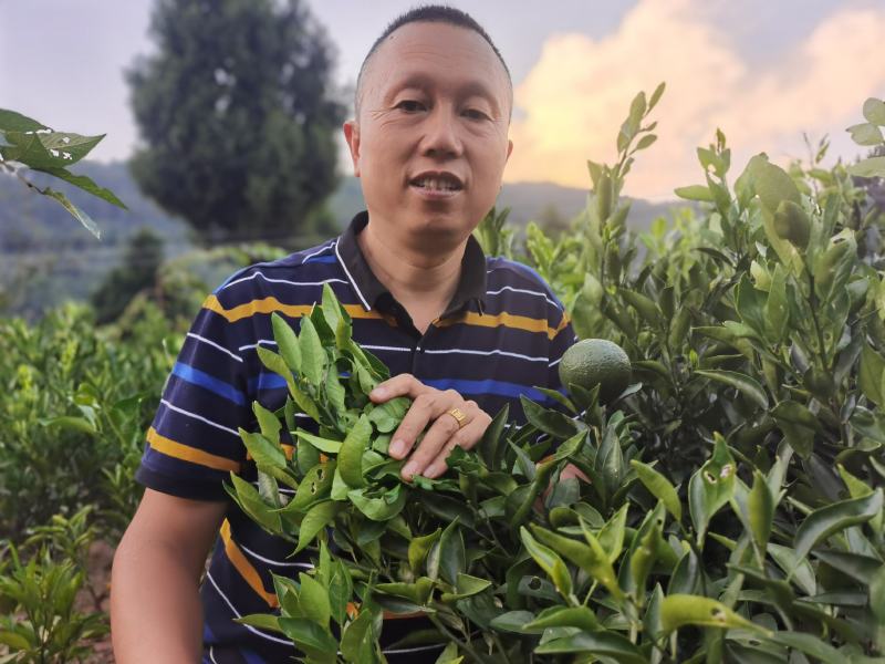 明日见，沃柑，爱媛38，不知火，春见，碰柑苗规格齐全