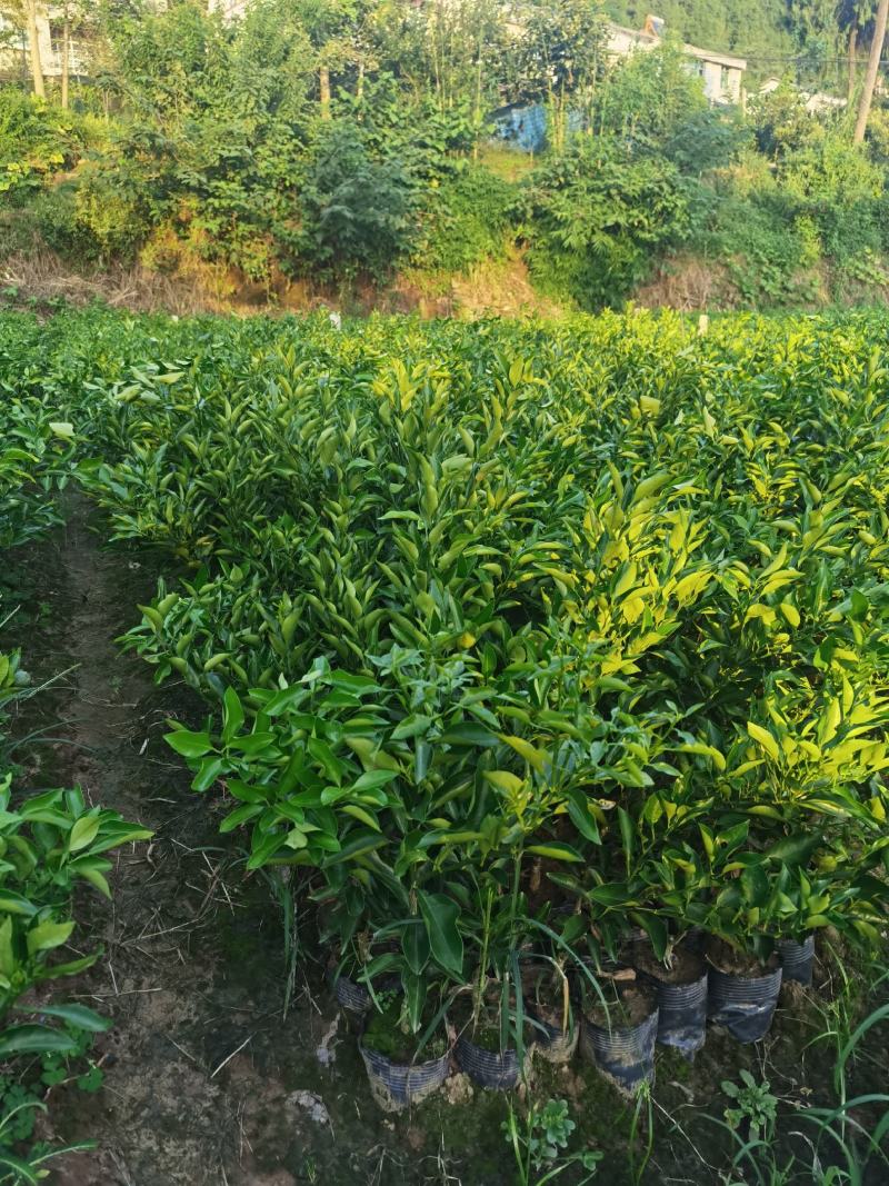 明日见，沃柑，爱媛38，不知火，春见，碰柑苗规格齐全