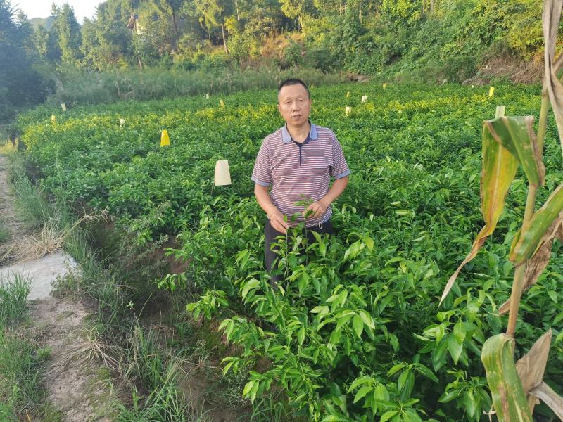 明日见，沃柑，爱媛38，不知火，春见，碰柑苗规格齐全