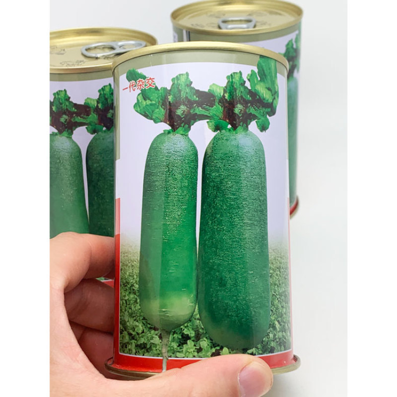 紫芽青水果萝卜种子青皮青肉生吃甜脆原装发货包邮