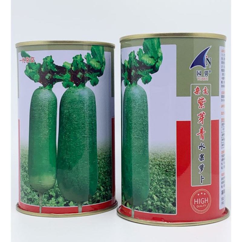 紫芽青水果萝卜种子青皮青肉生吃甜脆原装发货包邮
