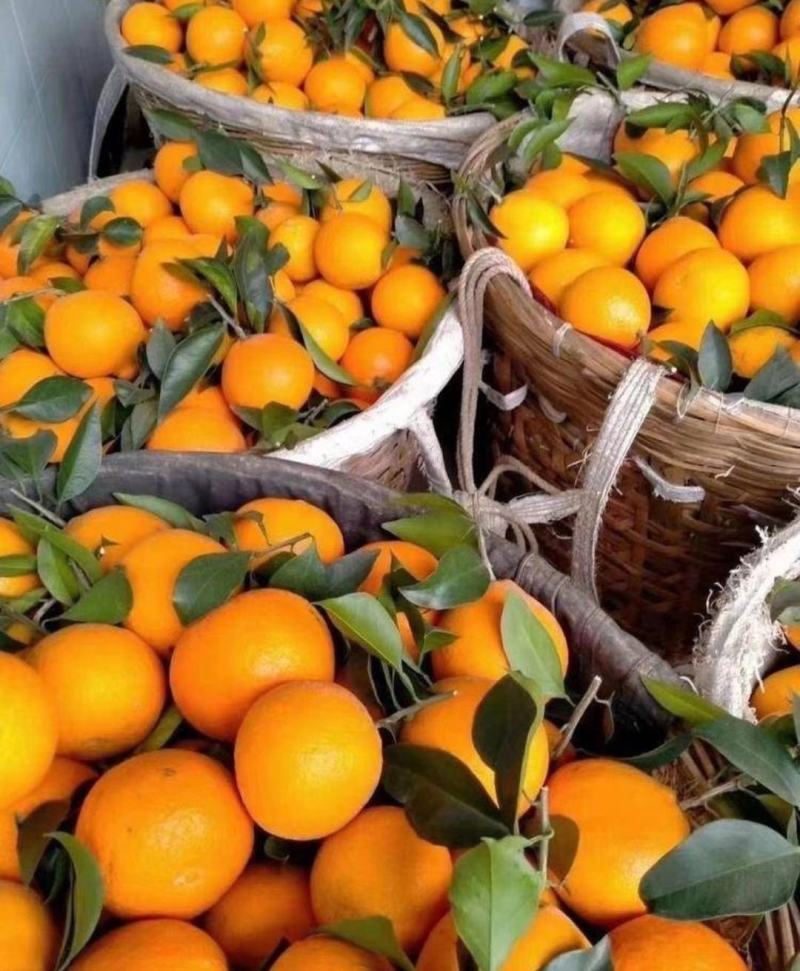爱缓38号果冻橙:产地直供，纯甜化渣，果肉细腻。