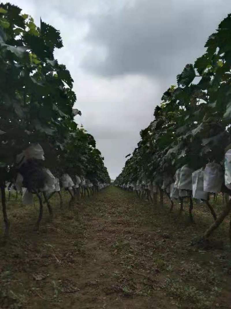 陕西沪太八号葡萄，串型好，颗粒大，特别甜