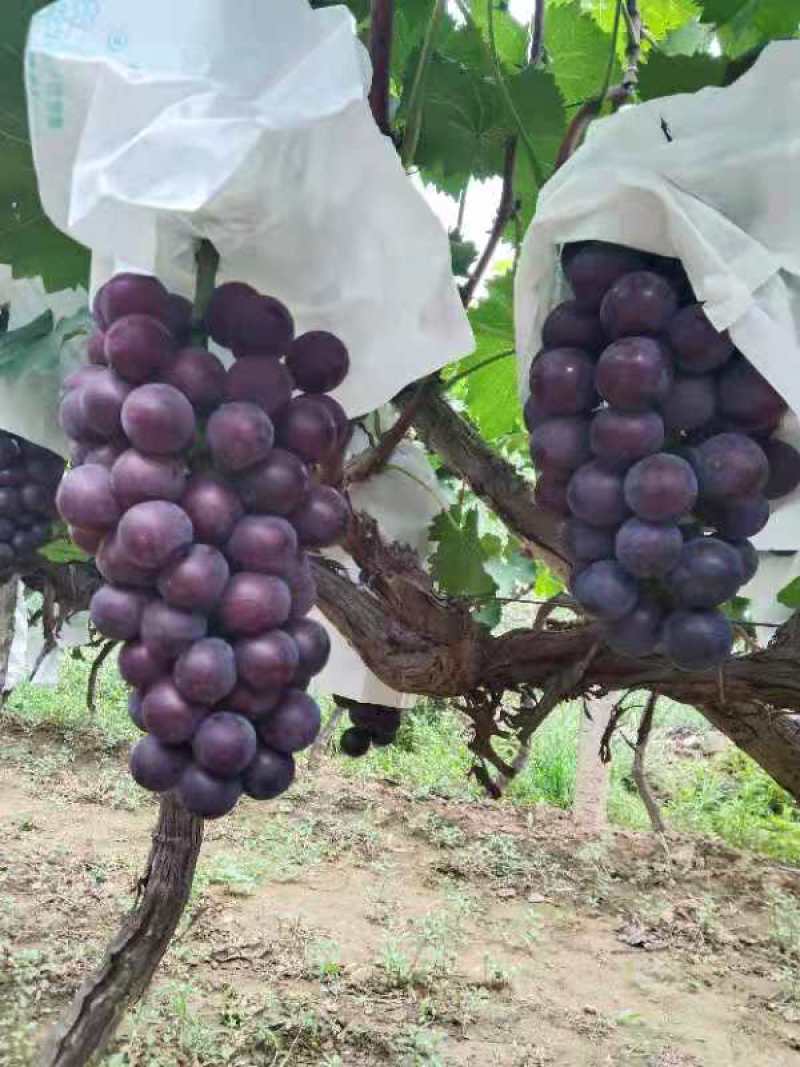 陕西沪太八号葡萄，串型好，颗粒大，特别甜