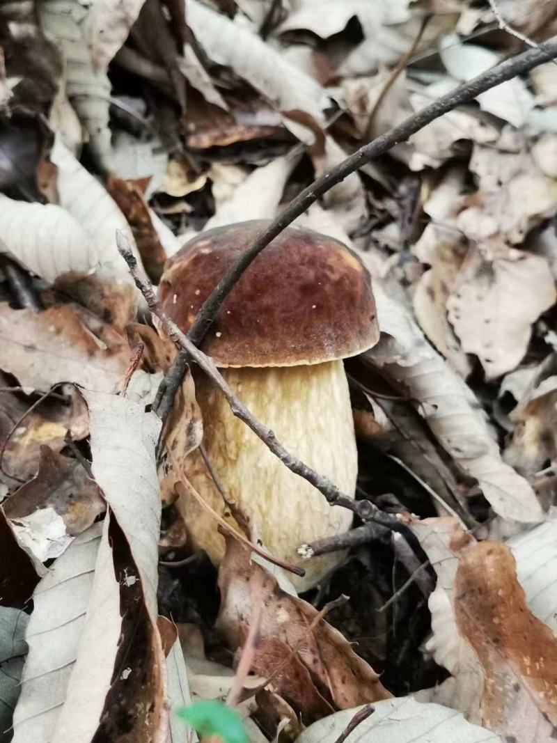 牛肝菌野生烤片，白牛肝