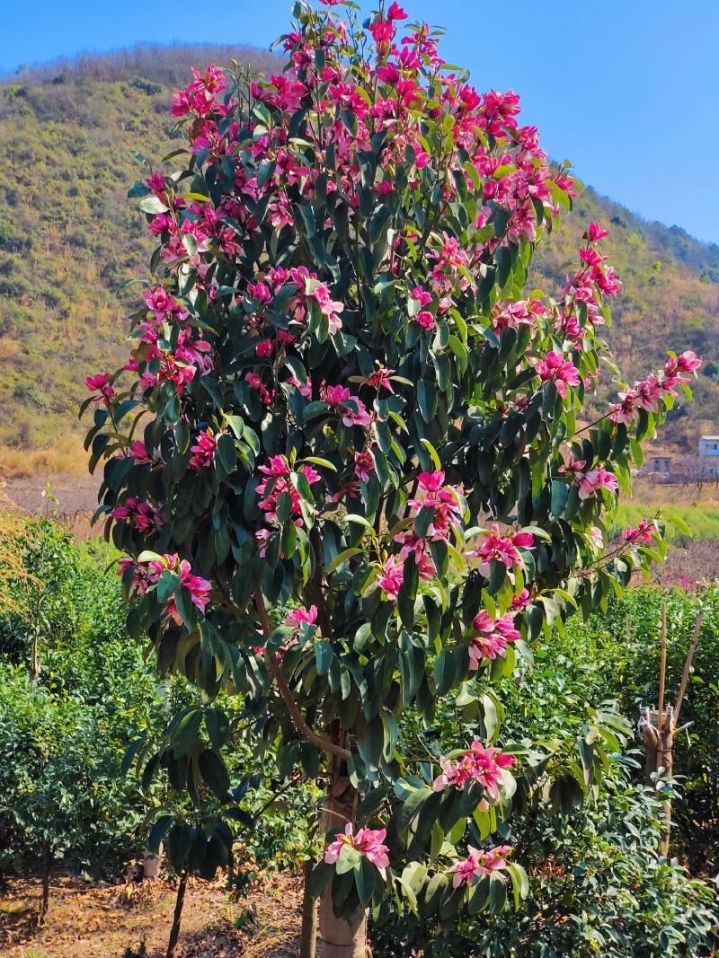 含笑，红花深山含笑，红运含笑，基地发货，大量批发