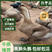 合浦狮头鹅苗质量保证鹅苗批发全国发货包活到家