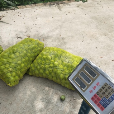 青皮核桃，大量出售，皮薄仁满欢迎选购