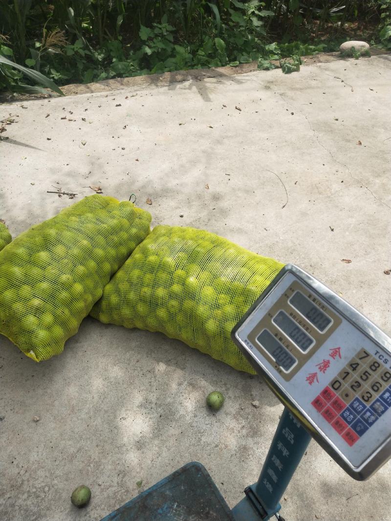 青皮核桃，大量出售，皮薄仁满欢迎选购