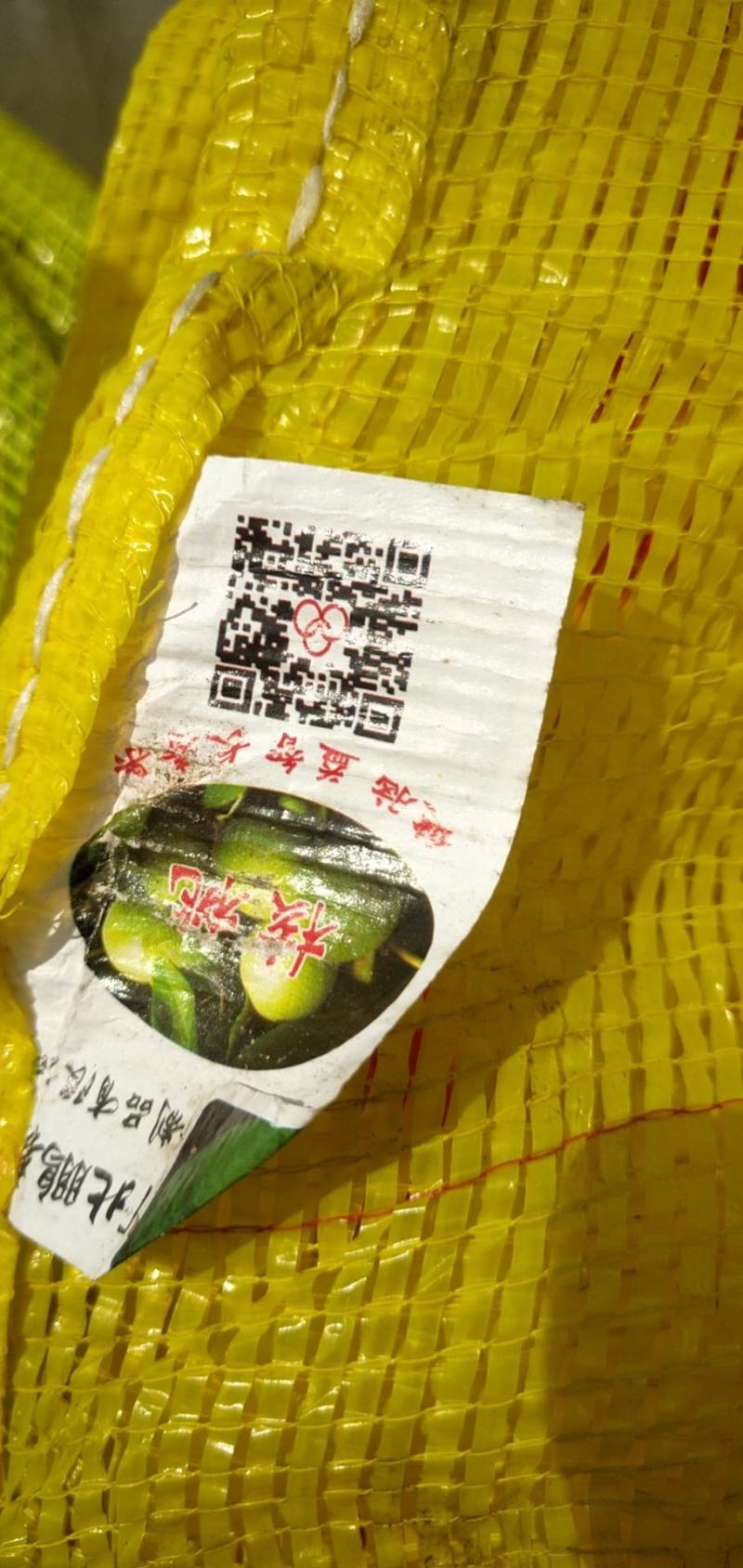青皮核桃，大量出售，皮薄仁满欢迎选购