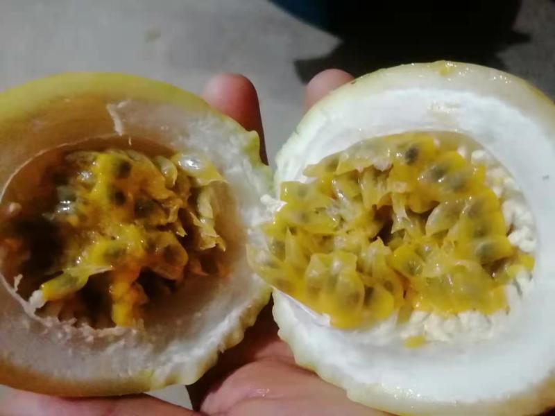 芭乐味黄金百香果