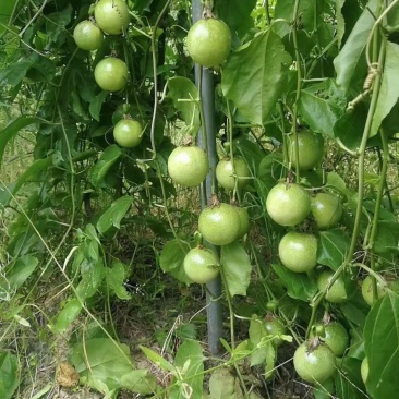 芭乐味黄金百香果
