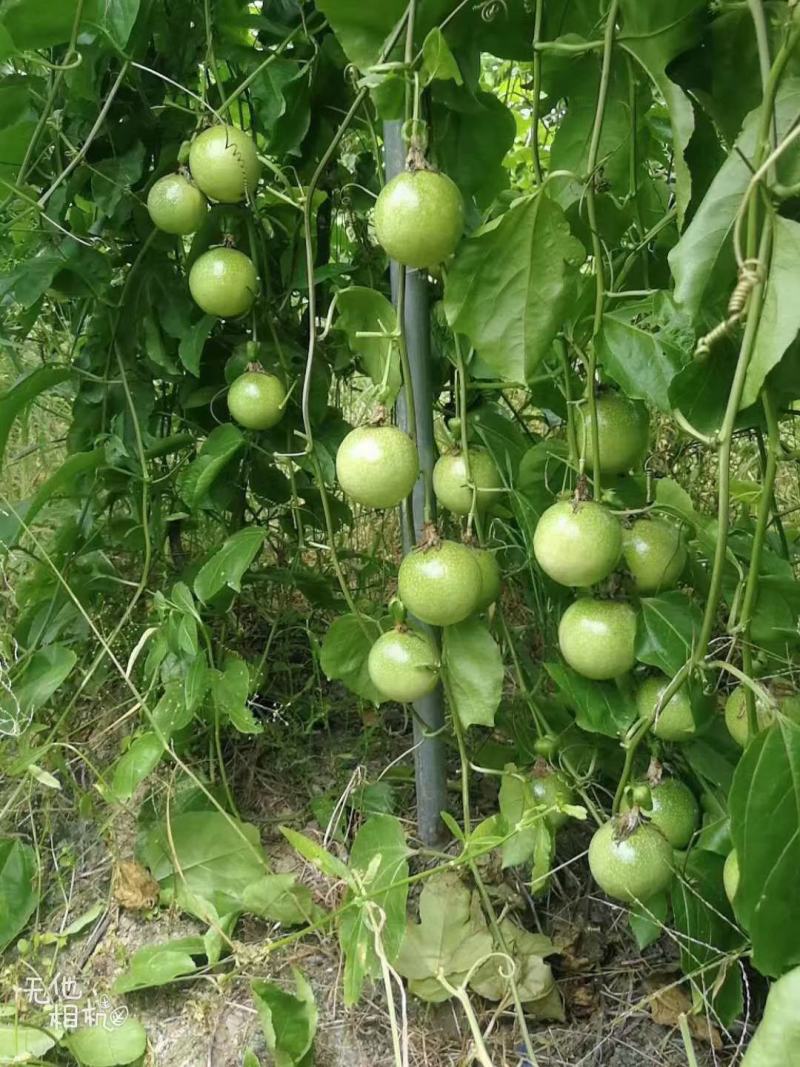芭乐味黄金百香果