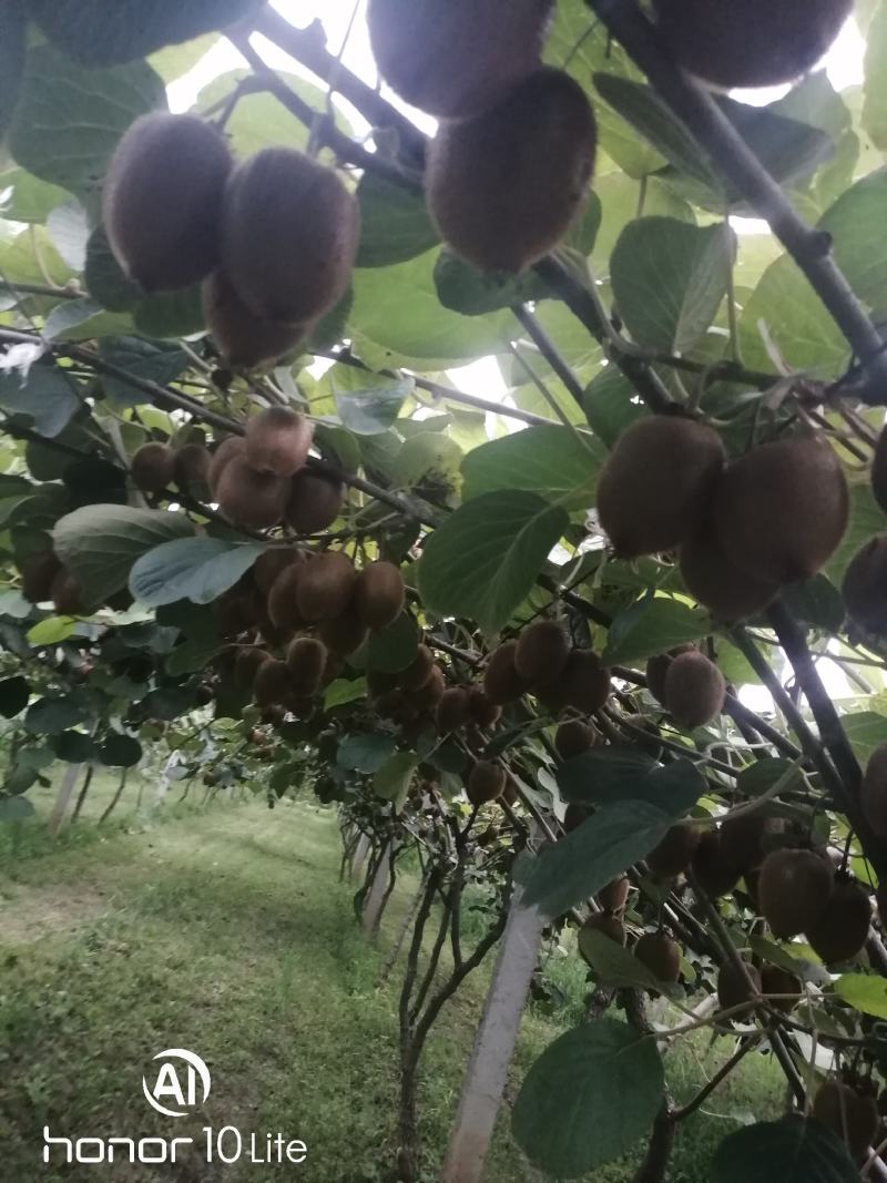 周至海沃德猕胡桃
