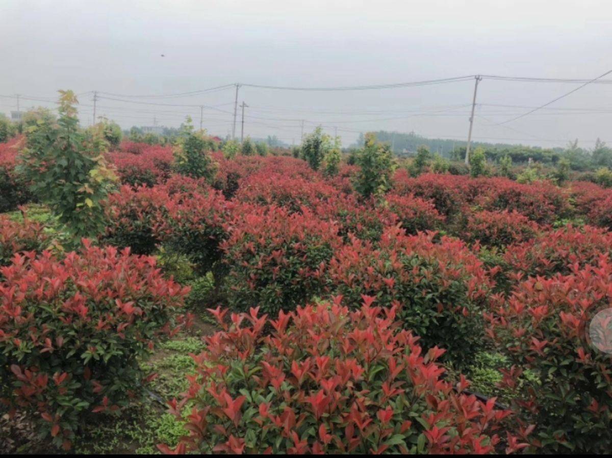 精品红叶石楠基地鸟瞰图