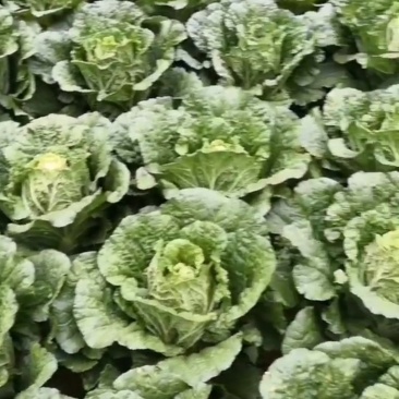 黄心大白菜，456斤大面积上市