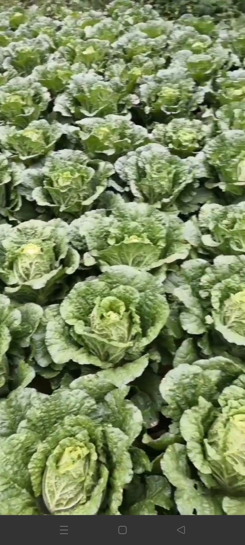 黄心大白菜，456斤大面积上市