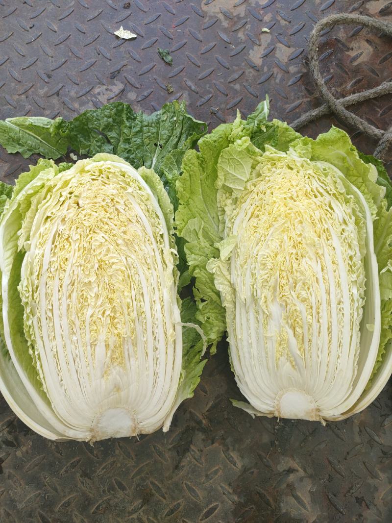 黄心大白菜，456斤大面积上市
